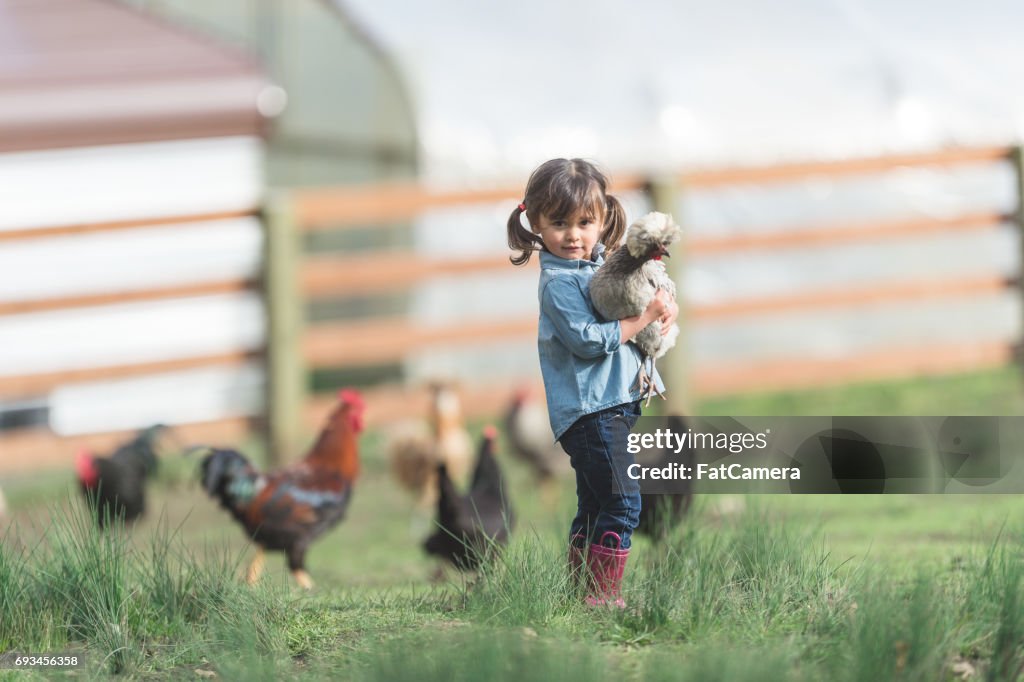Cute young ethnic girl walks around family farm carrying a live chicken