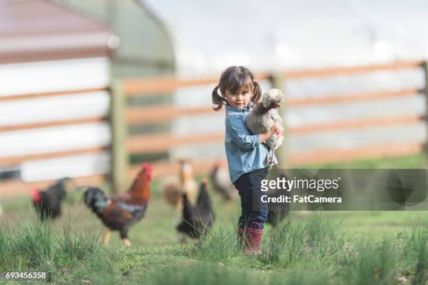 söt unga etniska tjej går runt familjens gård redovisade en levande kyckling - chickens in field bildbanksfoton och bilder