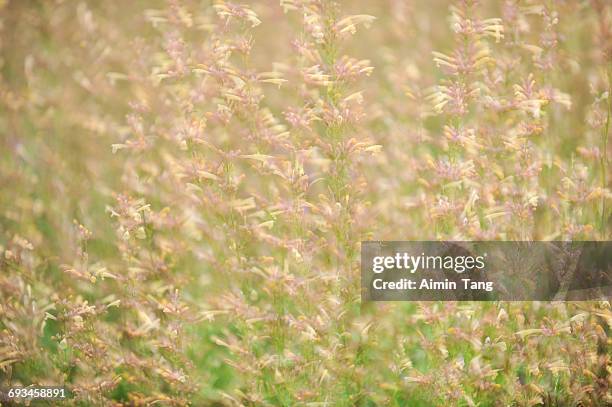 sage - mexican bush sage stock pictures, royalty-free photos & images