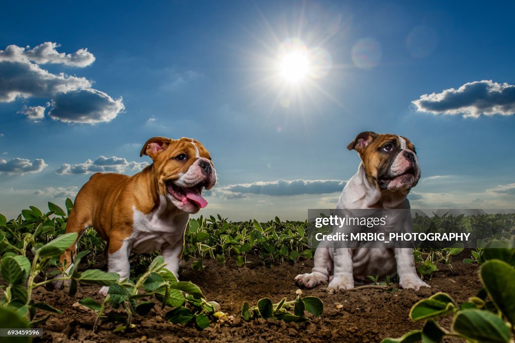 Engels bulldog pups