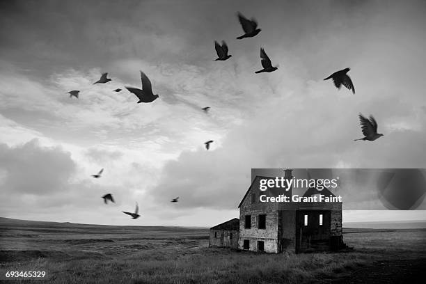 abandoned house. - crow stockfoto's en -beelden