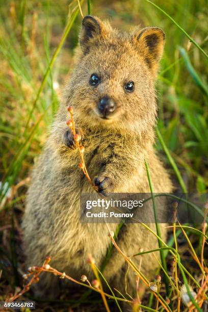 baby quokka - quokka stock-fotos und bilder