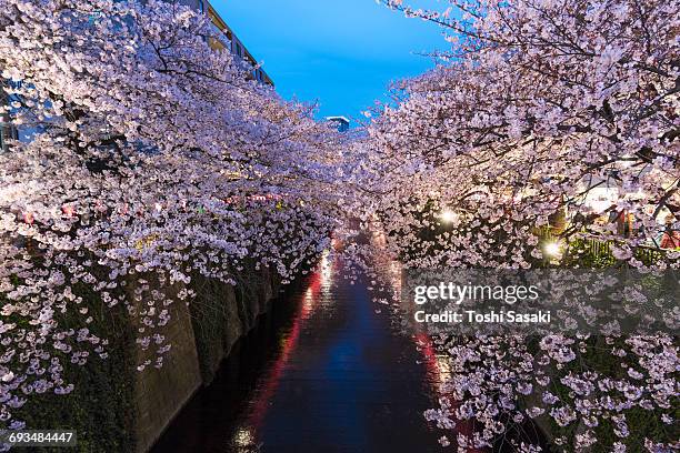 illuminated cherry blossoms trees at meguro river. - lantern festival cherry blossom photos et images de collection