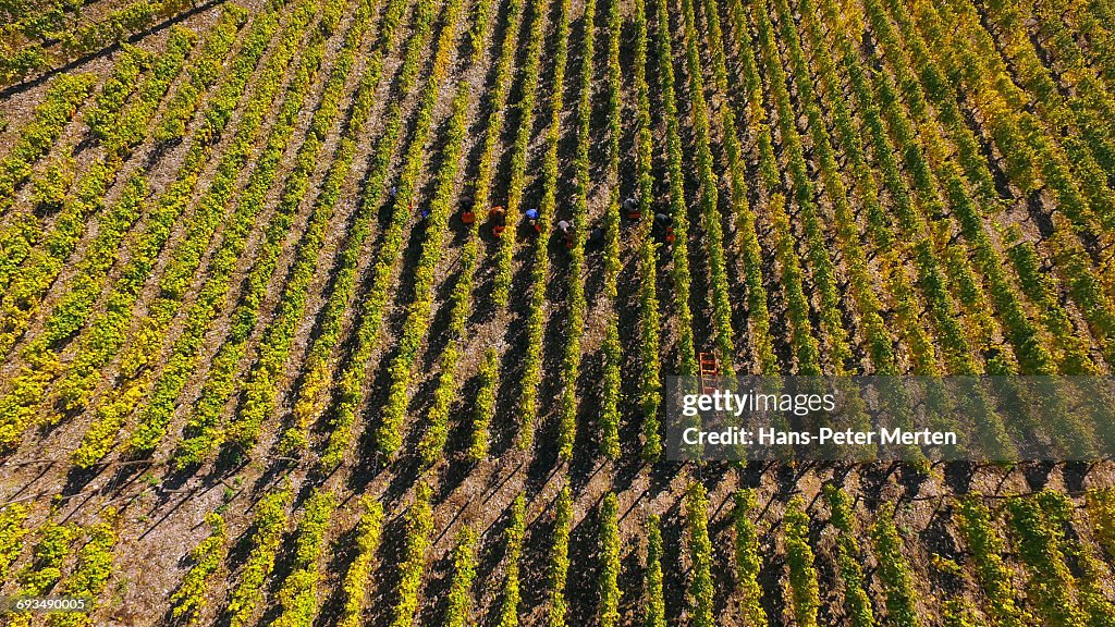 Vineyards in autumn