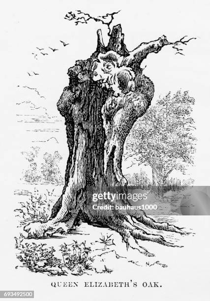 hatfield, queen elizabeth’s oak, hertfordshire, england victorian engraving, 1840 - hatfield stock illustrations