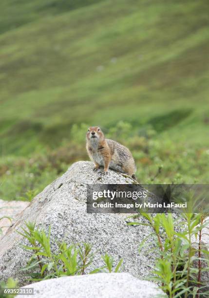arctic ground squirrel posing on a rock - mountain ledge stock pictures, royalty-free photos & images