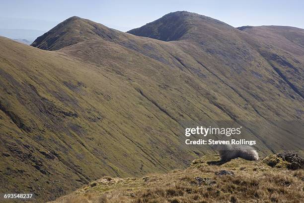 ill bell and froswick - herdwick sheep stockfoto's en -beelden