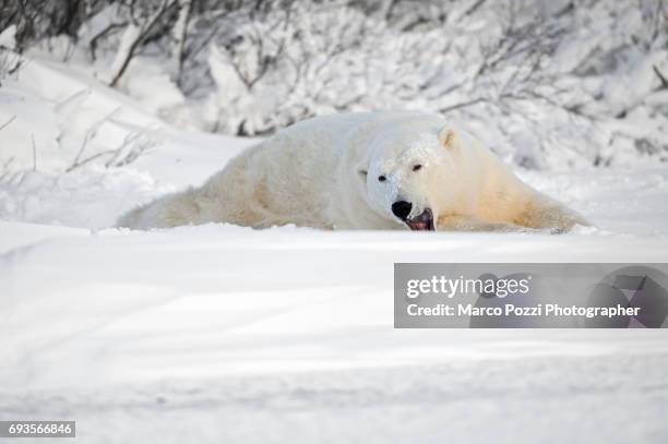 laying on the snow - sdraiato stock pictures, royalty-free photos & images