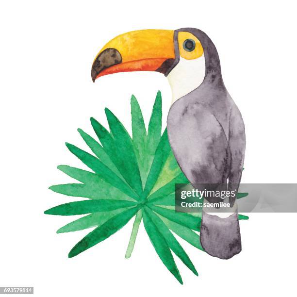 ilustrações, clipart, desenhos animados e ícones de tucano em aquarela - animal