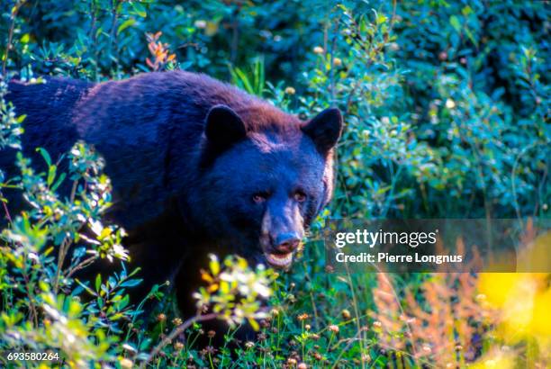 agressive brown phase black bear in the wild in northern british columbia - canada - animals attacking stock pictures, royalty-free photos & images