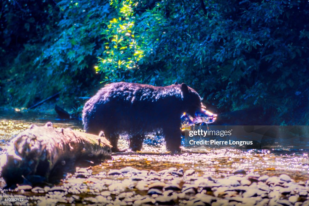 Wild Black Bear catching Salmon (fish in the Mouth, blood dripping) in the Salmon River, Near the village of Hyder - Alaska, not far from Canadian Border