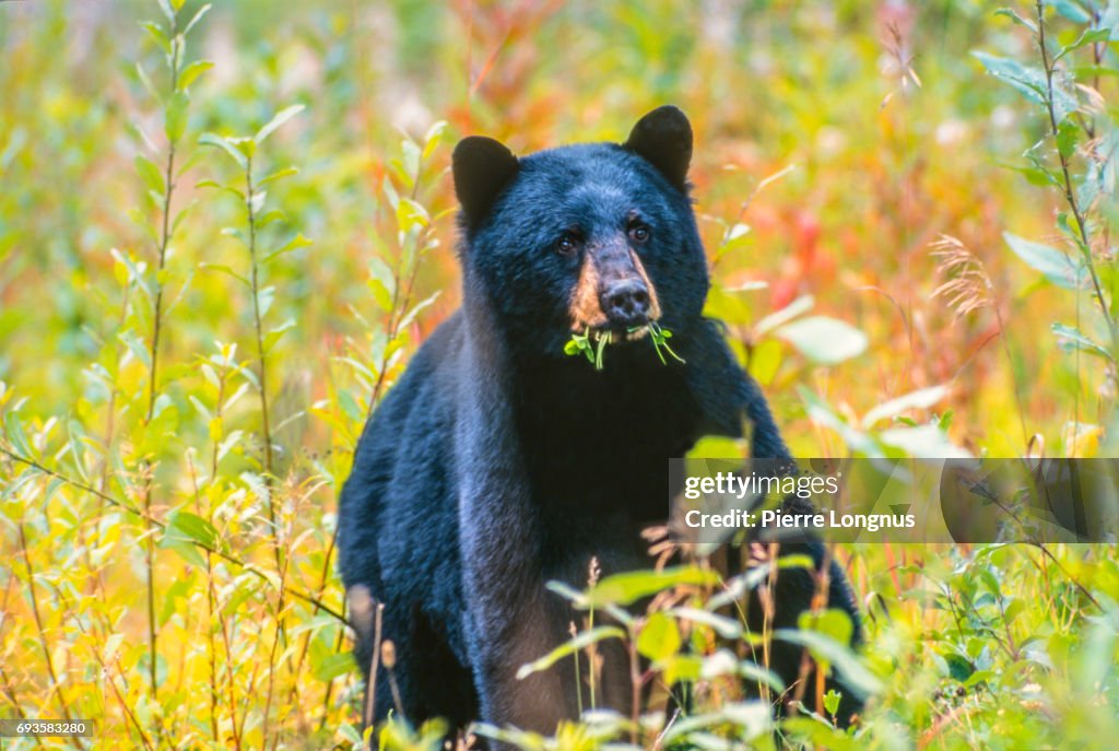 The Big Haida Gwaii Black Bear Also Called Black Bear Of The Queen Charlotte  Islands British Columbia Canada High-Res Stock Photo - Getty Images