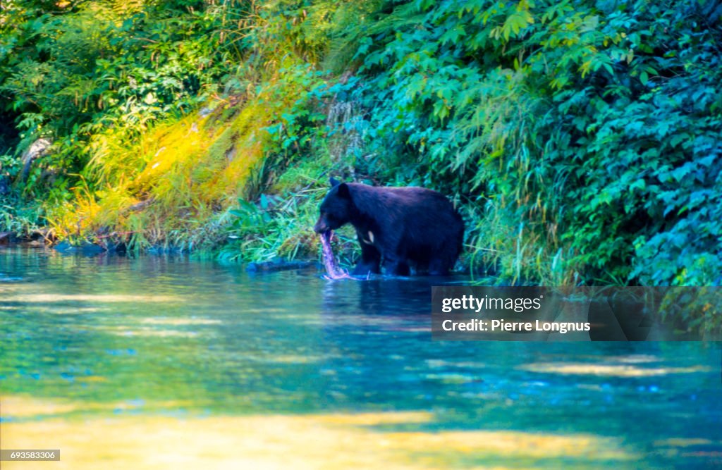 Wild Black Bear catching Salmon (fish in the Mouth) in the Salmon River, Near the village of Hyder - Alaska, not far from Canadian Border