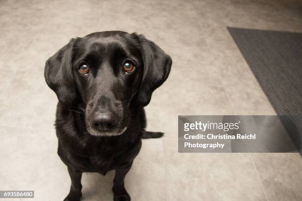 black labrador retriever sitting on kitchen floor looking directly into camera - erwartung foto e immagini stock
