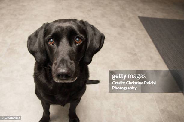 black labrador retriever sitting on kitchen floor looking directly into camera - rassehund ストックフォトと画像