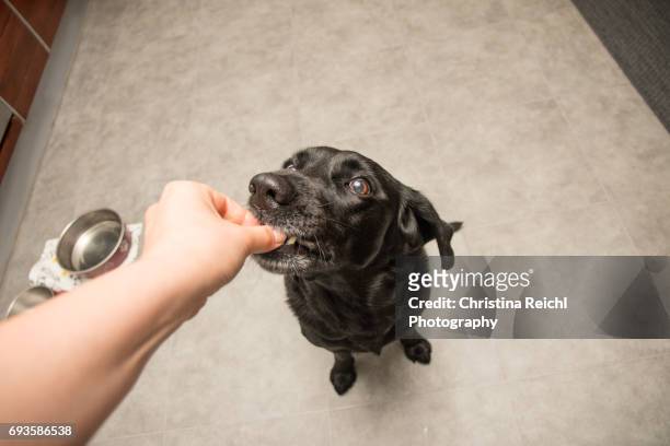 dog eating food out of a human's hand - menschliches körperteil foto e immagini stock