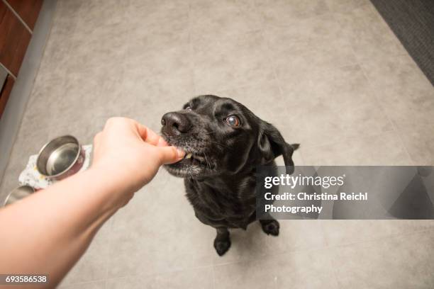 dog eating food out of a human's hand - teilabschnitt ストックフォトと画像