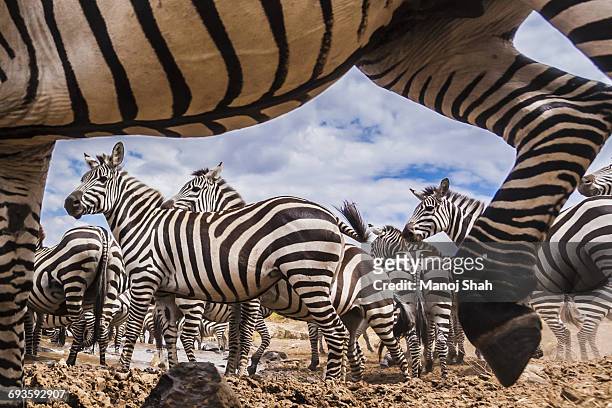 a spy camera capturing zebra - animales salvajes fotografías e imágenes de stock