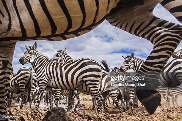 a spy camera capturing zebra - vida selvagem - fotografias e filmes do acervo