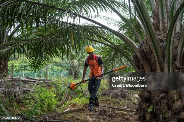 Kingoya Technologies Sdn. Employee uses a Kingoya ECUT cutter during a demonstration at a palm oil plantation in Bukit Basout Estate, Perak State,...