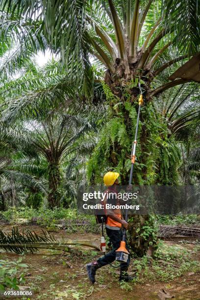 Kingoya Technologies Sdn. Employee uses a Kingoya ECUT cutter during a demonstration at a palm oil plantation in Bukit Basout Estate, Perak State,...