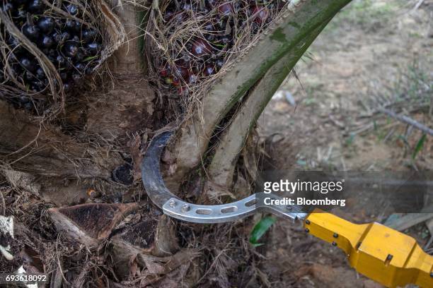 Kingoya Technologies Sdn. ECUT cutter is used to trim a branch during a demonstration at a palm oil plantation in Bukit Basout Estate, Perak State,...