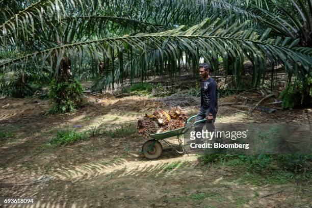 Kingoya Technologies Sdn. Employee pushes a wheelbarrow loaded with harvested palm fruit at a palm oil plantation in Bukit Basout Estate, Perak...