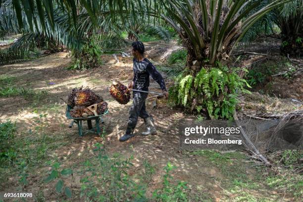 Kingoya Technologies Sdn. Employee transfers harvested palm fruit to a wheelbarrow at a palm oil plantation in Bukit Basout Estate, Perak State,...