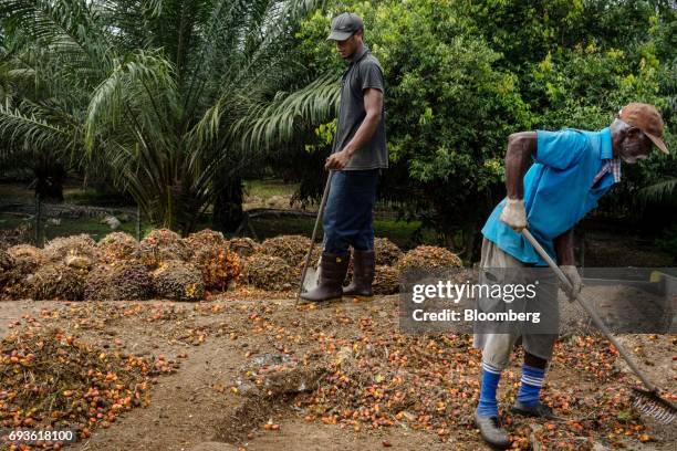 Workers gather harvested palm fruit at a palm oil plantation in Bukit Basout Estate, Perak State, Malaysia, on Wednesday, May 10, 2017. The tropical...