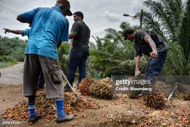 Workers gather harvested palm fruit at a palm oil plantation in Bukit Basout Estate, Perak State, Malaysia, on Wednesday, May 10, 2017. The tropical...
