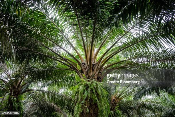 Palm tree stands at a palm oil plantation in Bukit Basout Estate, Perak State, Malaysia, on Wednesday, May 10, 2017. The tropical tree fruit that...