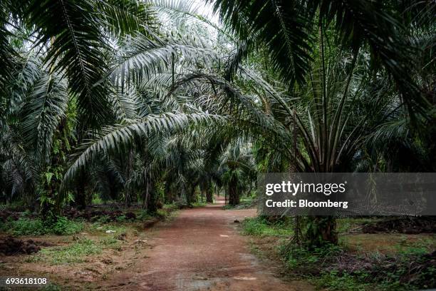 Palm trees stand at a palm oil plantation in Bukit Basout Estate, Perak State, Malaysia, on Wednesday, May 10, 2017. The tropical tree fruit that...