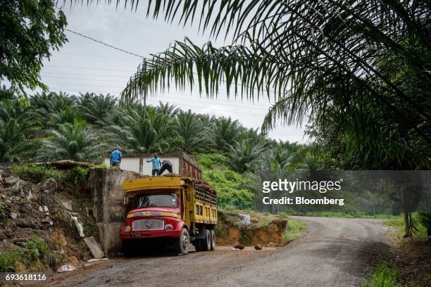 Workers load palm fruit onto the back of a truck at a palm oil plantation in Bukit Basout Estate, Perak State, Malaysia, on Wednesday, May 10, 2017....