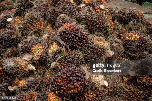 Palm fruit sits in a pile at a palm oil plantation in Bukit Basout Estate, Perak State, Malaysia, on Wednesday, May 10, 2017. The tropical tree fruit...