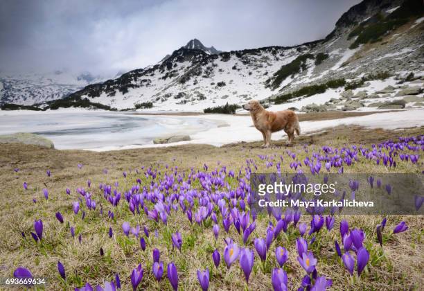 golden retriever between a crocus meadow in a mountain - pirin mountains stock pictures, royalty-free photos & images