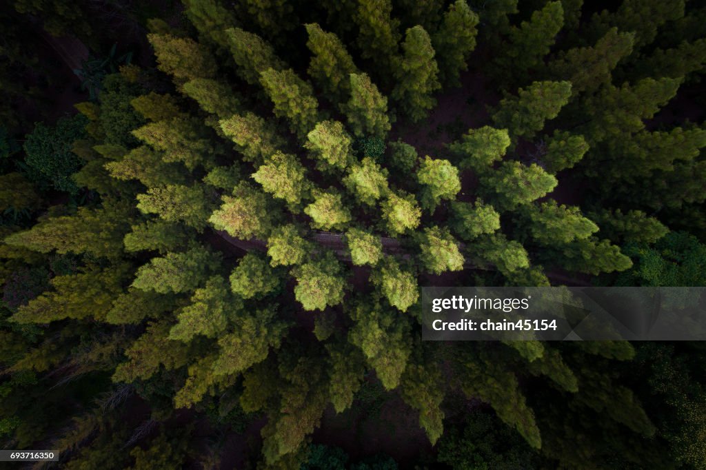 Pine tree on the top view.