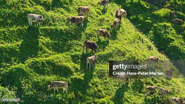 cows at alpine pasture, nebelhorn, allgäu alps - nebelhorn bildbanksfoton och bilder