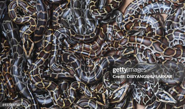 Week-old Burmese pythons are seen in an enclosure at the Alipore Zoological garden in Kolkata on June 8, 2017. This is the first time reticulated and...