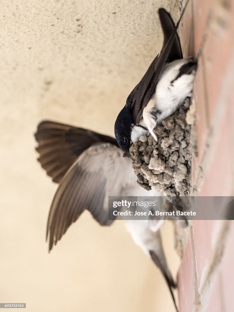 Common House Martin (Delichon urbica) adult, constructing his nest of mud on a wall
