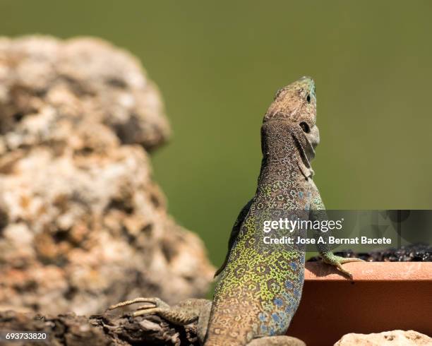 oscellated lizard (timon lepidus) in rocky habitat - blue tongue lizard stock pictures, royalty-free photos & images