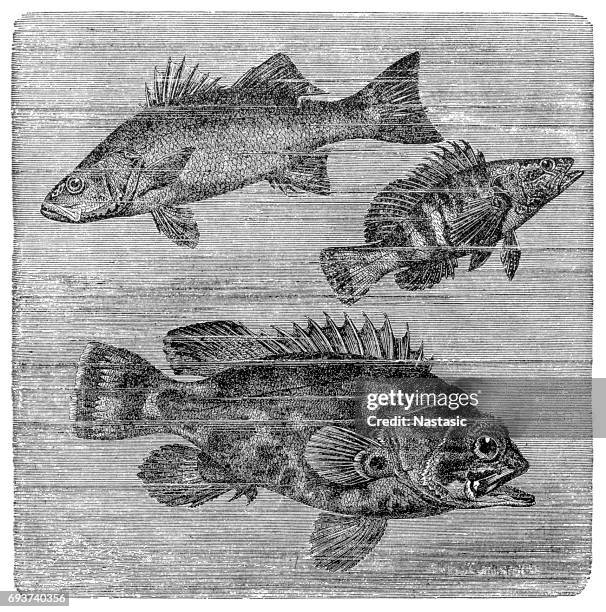seabass (labrax lupus), painted comber (serranus scriba) und atlantic wreckfish (polyprion cernuum) - sea bass stock illustrations