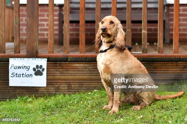 Dougie the Cocker Spaniel sits beside a sign reading 'Pawing Station' outside a polling station on June 8, 2017 in Stalybridge, Greater Manchester,...