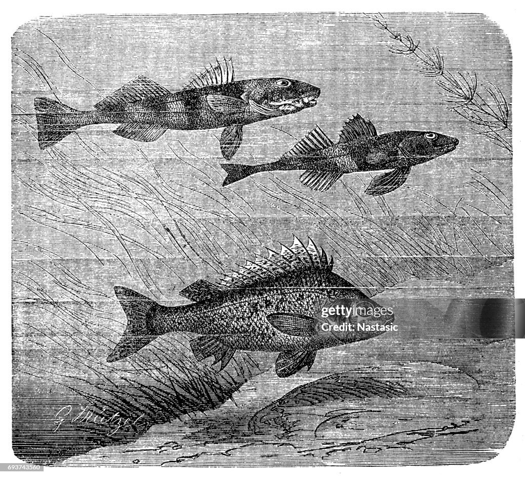 Aspro Zingel Asper And Eurasian Ruffe High-Res Vector Graphic - Getty ...