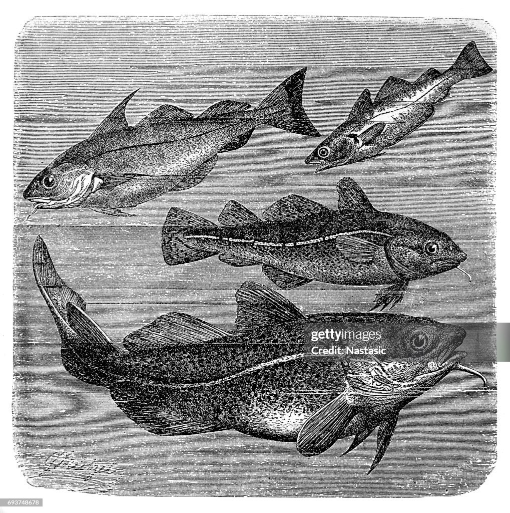 Haddock, Whiting and Codfishes
