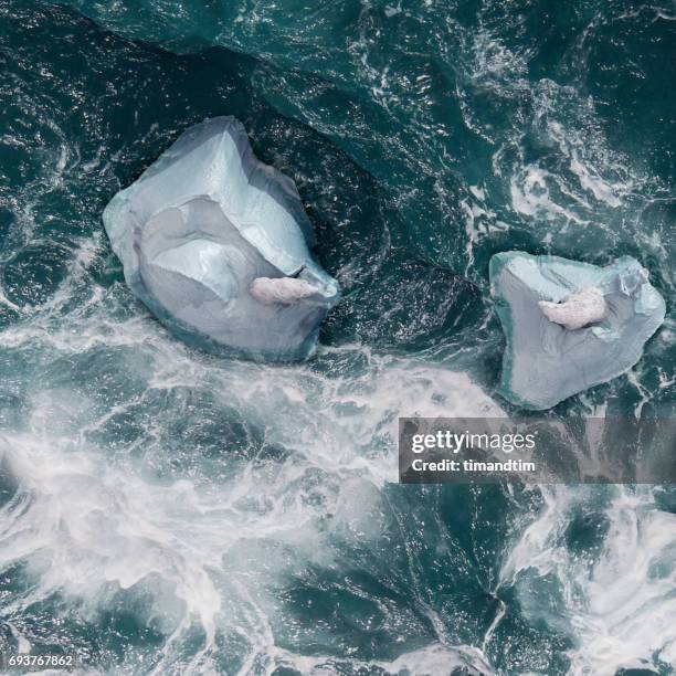 two polar bears on top of icebergs - climate change aerial stock pictures, royalty-free photos & images