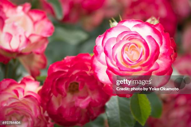 elegant rose - 千葉県 foto e immagini stock