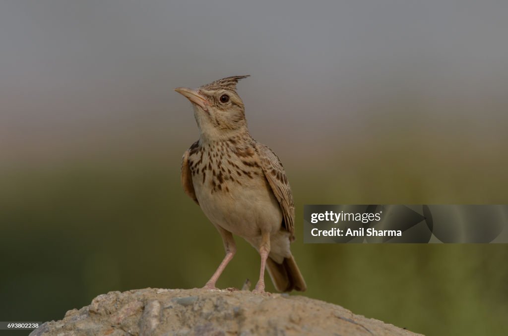 Crested Lark Galerida Cristata (Linnaeus)