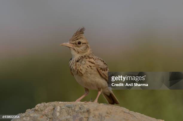 crested lark galerida cristata (linnaeus) - crested lark stock pictures, royalty-free photos & images