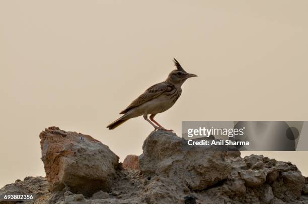 crested lark galerida cristata (linnaeus) - crested lark stock pictures, royalty-free photos & images