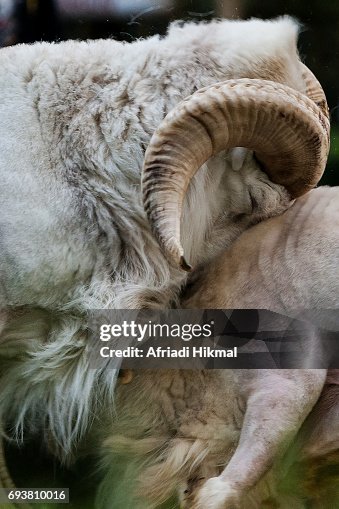 Garut Sheep Fighting Garut Sheep Fighting